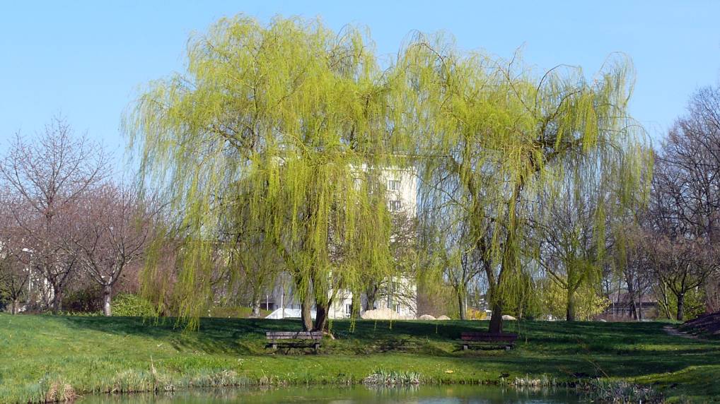 Silber-Weide ( Salix alba Tristis-Trauerweide )