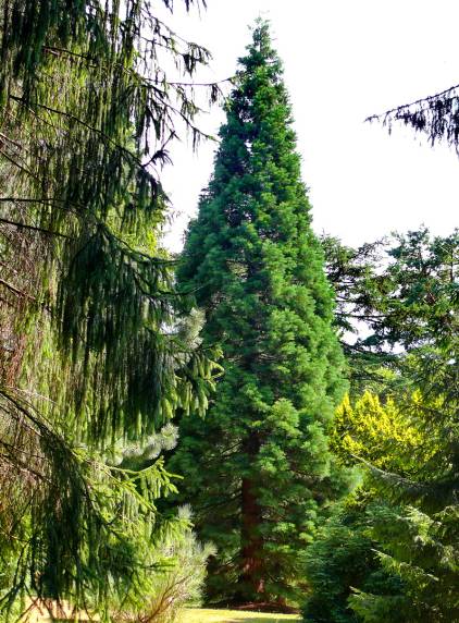 Riesenmammutbaum  ( Sequoioidendron giganteum )