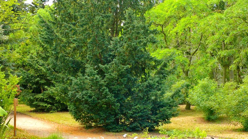 Europische Eibe ( Taxus baccata )