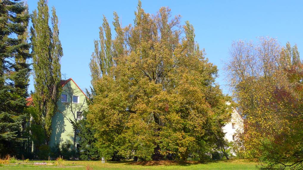 Winter-Linde ( Tilia cordata )