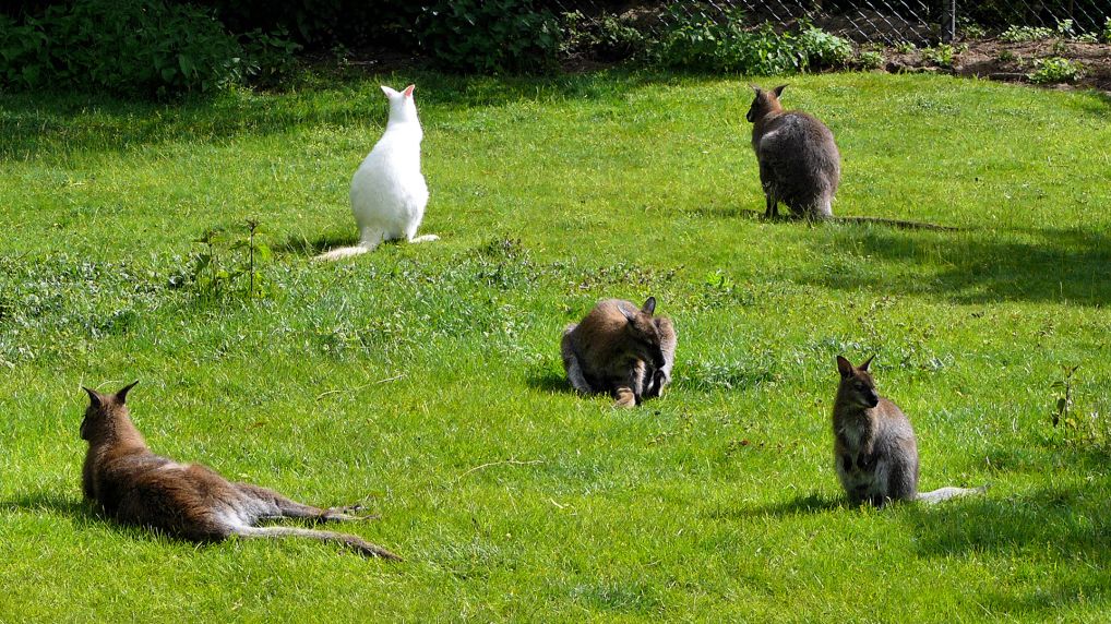 Rotnackenwallaby