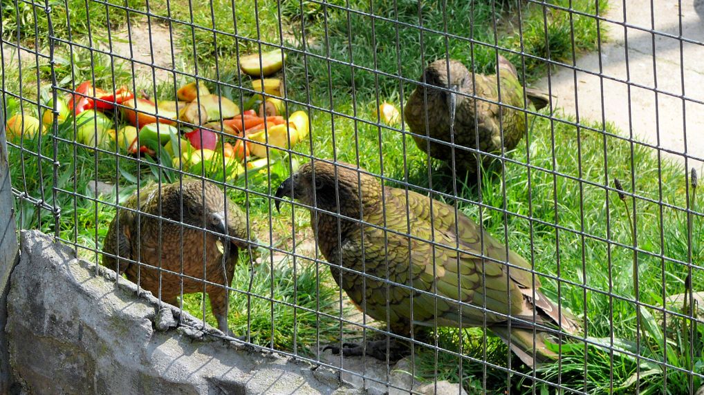 Kea oder Bergpapagei