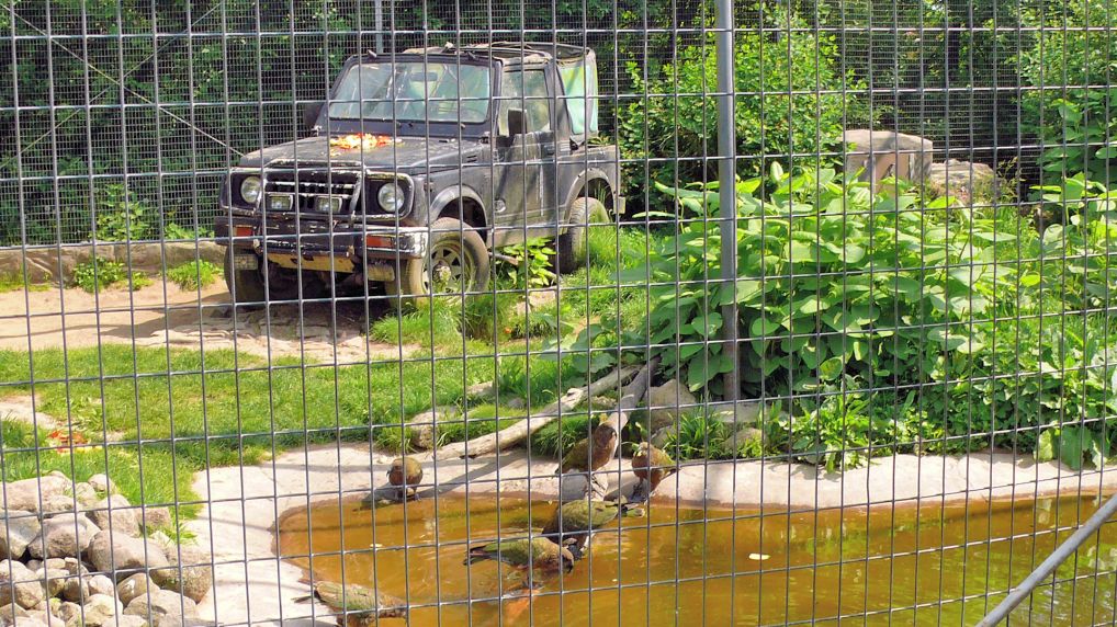 Kea oder Bergpapagei