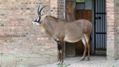 Pferdeantilope ( Hippotragus equinus )