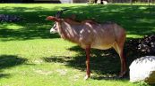 Pferdeantilope ( Hippotragus equinus )