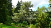 Atlas-Zeder ( Cedrus atlantica Glauca )