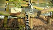 Katta  Lemur catta