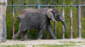 Afrikanische Elefant ( Loxodonta africana )