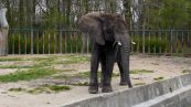 Afrikanische Elefant ( Loxodonta africana )