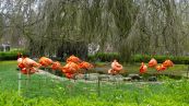 Flamingos ( Phoenicopteriformes )