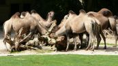 Baktrisches Kamel ( Camelus bactrianus )