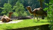 Dromedar ( Camelus dromedarius )