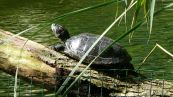 Rotwangen-Schmuckschildkrte ( Trachemys scripta elegans )