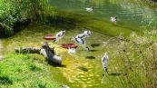 Black-necked Stilt ( Himantopus mexicanus )