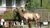 Wapiti ( Cervus canadensis )