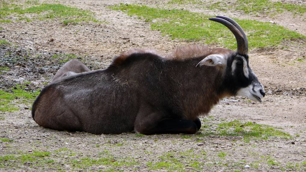 Pferdeantilope ( Hippotragus equinus )