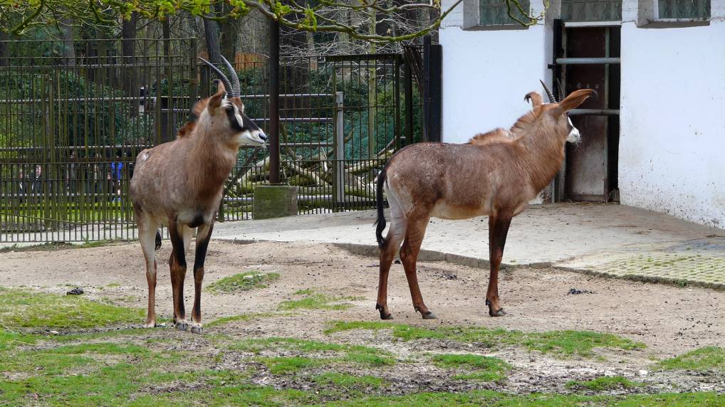 Pferdeantilope ( Hippotragus equinus )