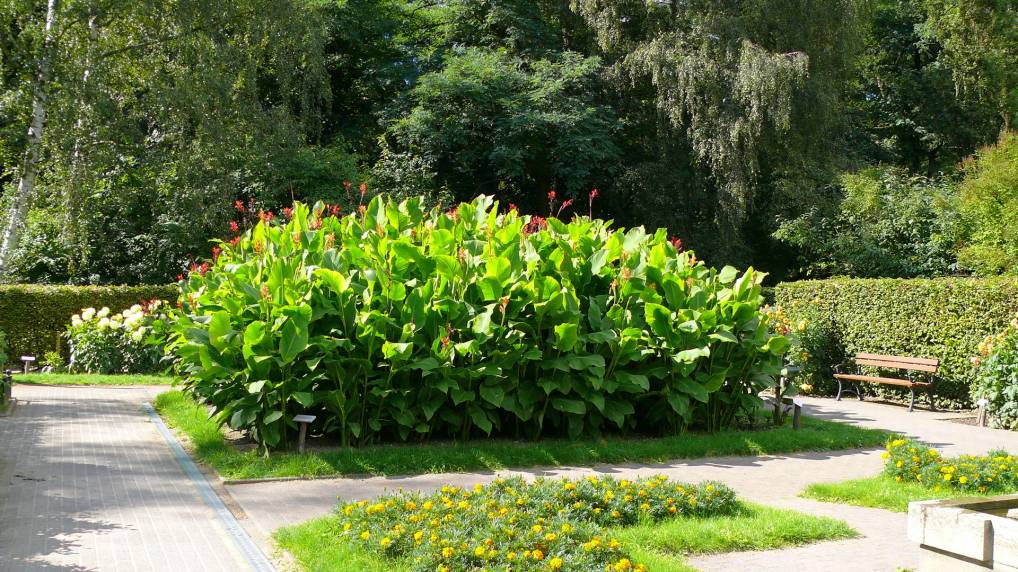 Blumenrohr ( Canna Wyoming )