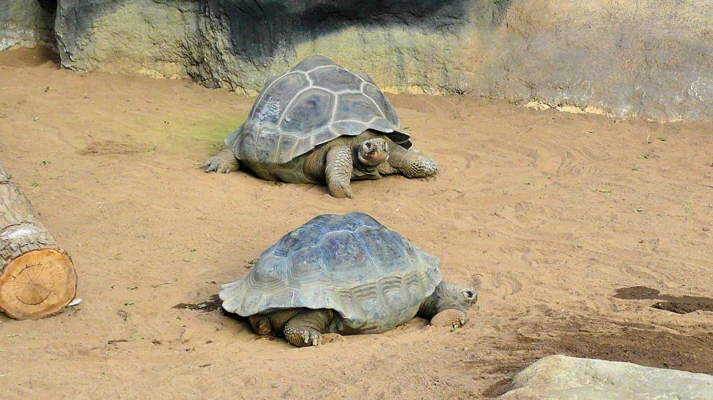 Die Galpagos-Riesenschildkrte ( Chelonoidis nigra )