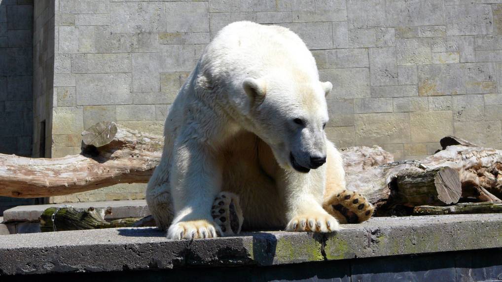 Eisbr ( Ursus maritimus )