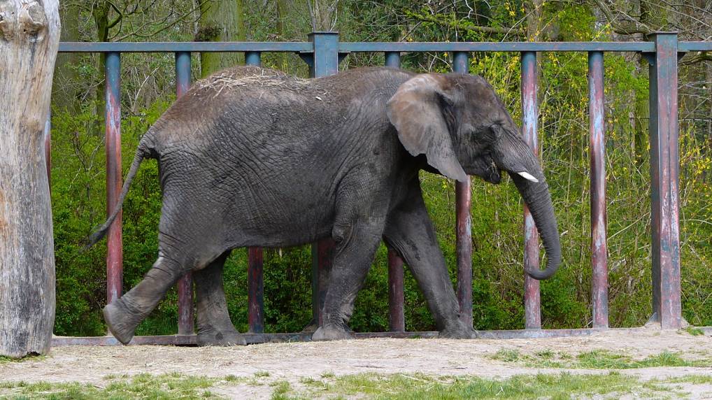 Afrikanische Elefant ( Loxodonta africana )