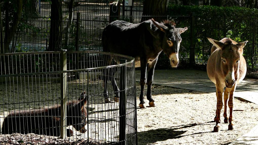 Afrikanische Esel ( Equus africanus )