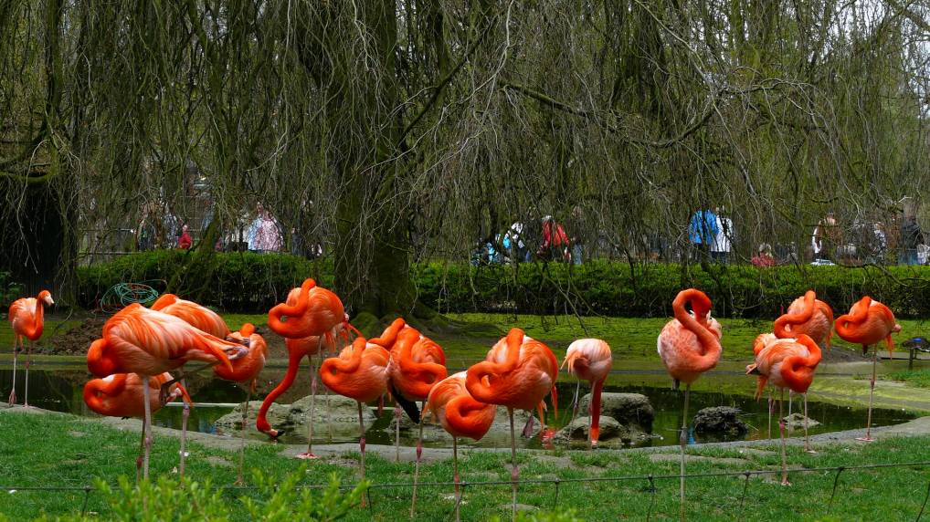 Flamingos ( Phoenicopteriformes )