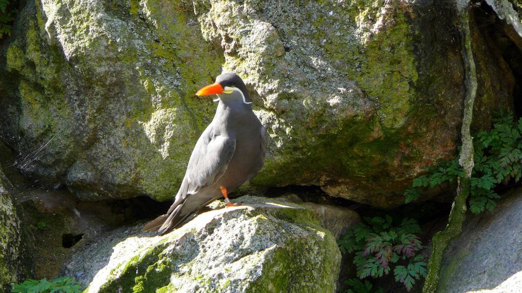 Inkaseeschwalbe ( Larosterna inca )