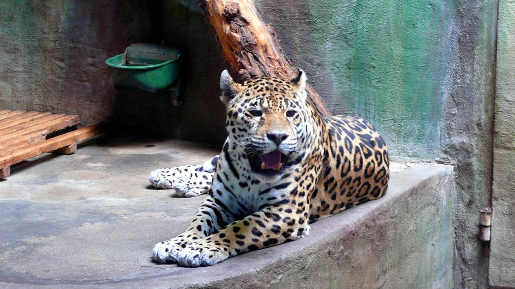 Jaguar ( Panthera onca )