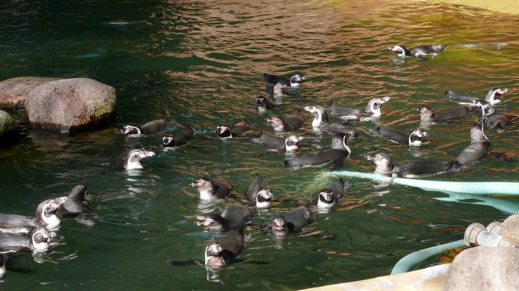 Pinguine ( Spheniscidae )