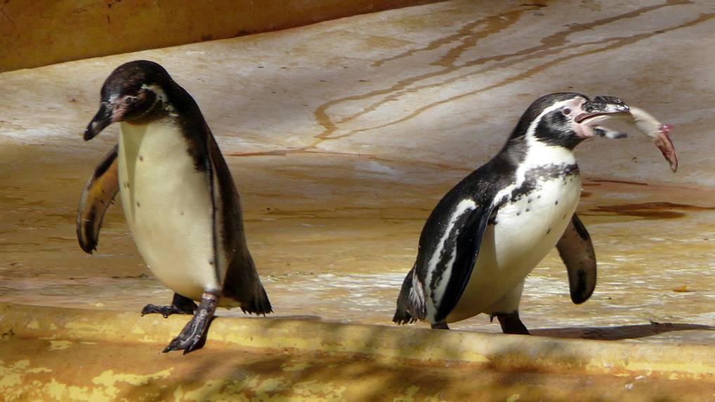 Pinguine ( Spheniscidae )