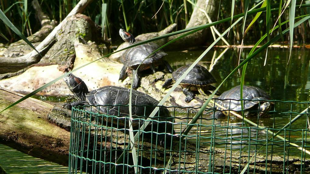 Rotwangen-Schmuckschildkrte ( Trachemys scripta elegans )