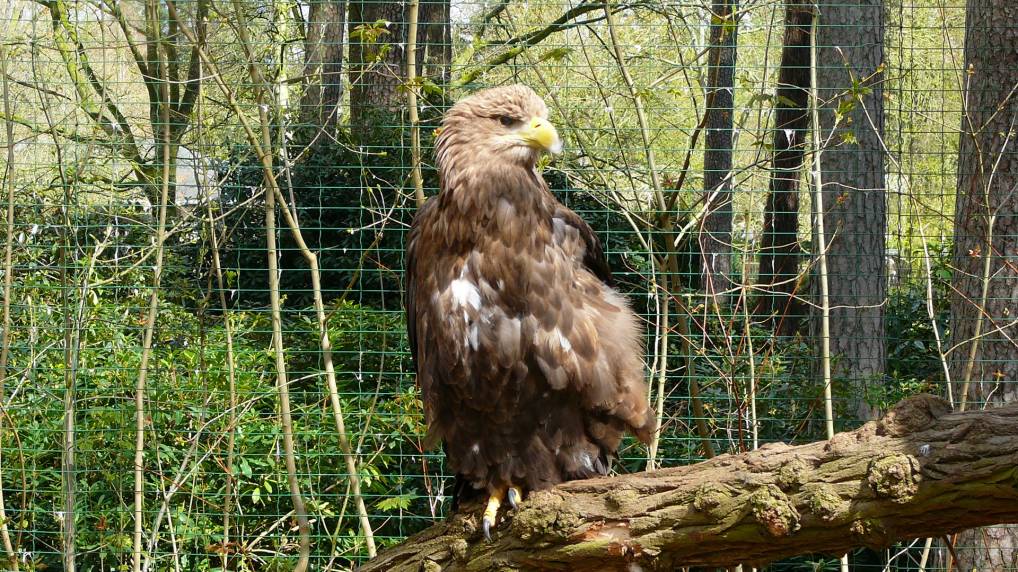 Seeadler ( Haliaeetus albicilla )