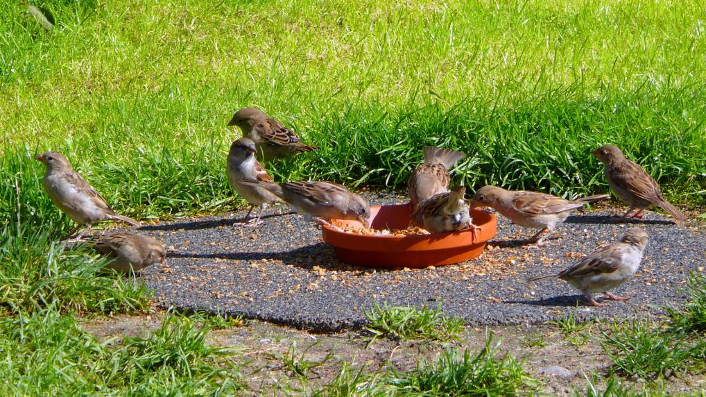 Haussperling ( Passer domesticus )