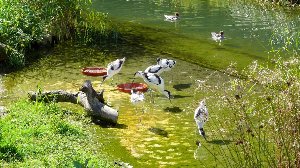 Black-necked Stilt ( Himantopus mexicanus )