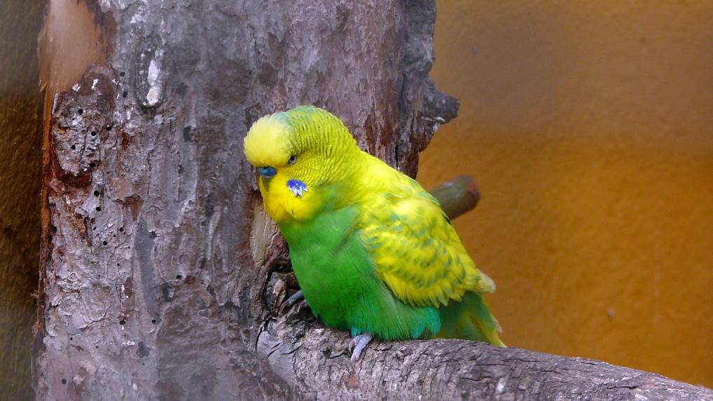 Wellensittich ( Melopsittacus undulatus )