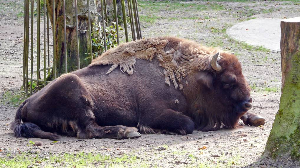 Europische Bison ( Bison bonasus )