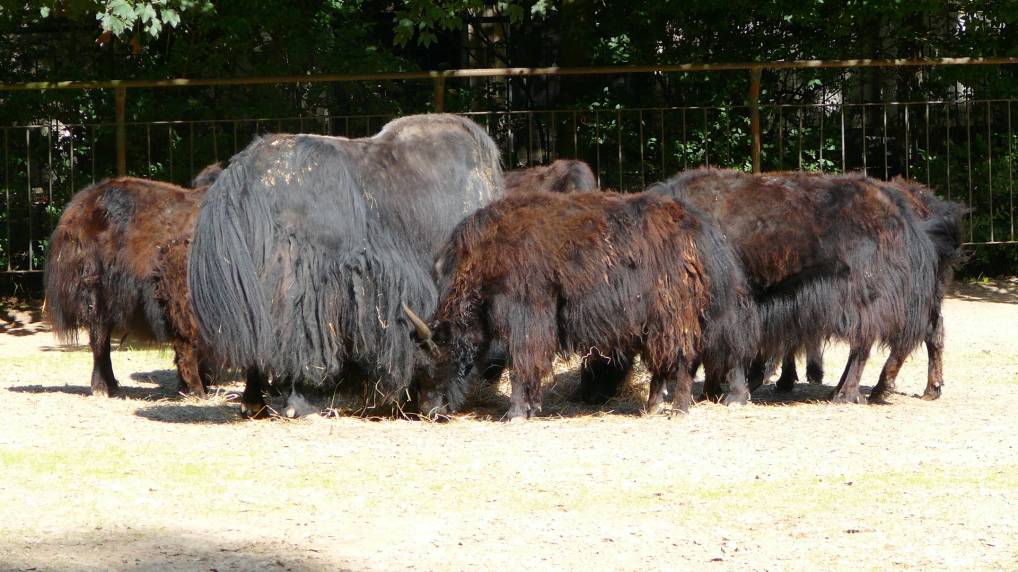 Yak ( Bos mutus )