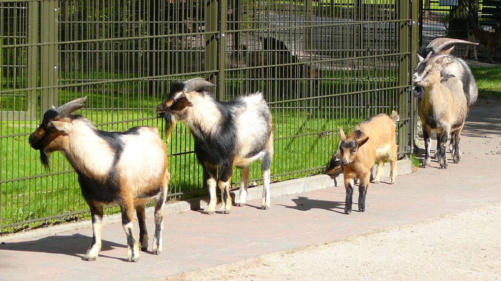 Park im Rostocker Zoo.