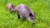 Wildschwein ( Sus scrofa )