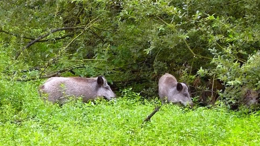 Wildschwein ( Sus scrofa )